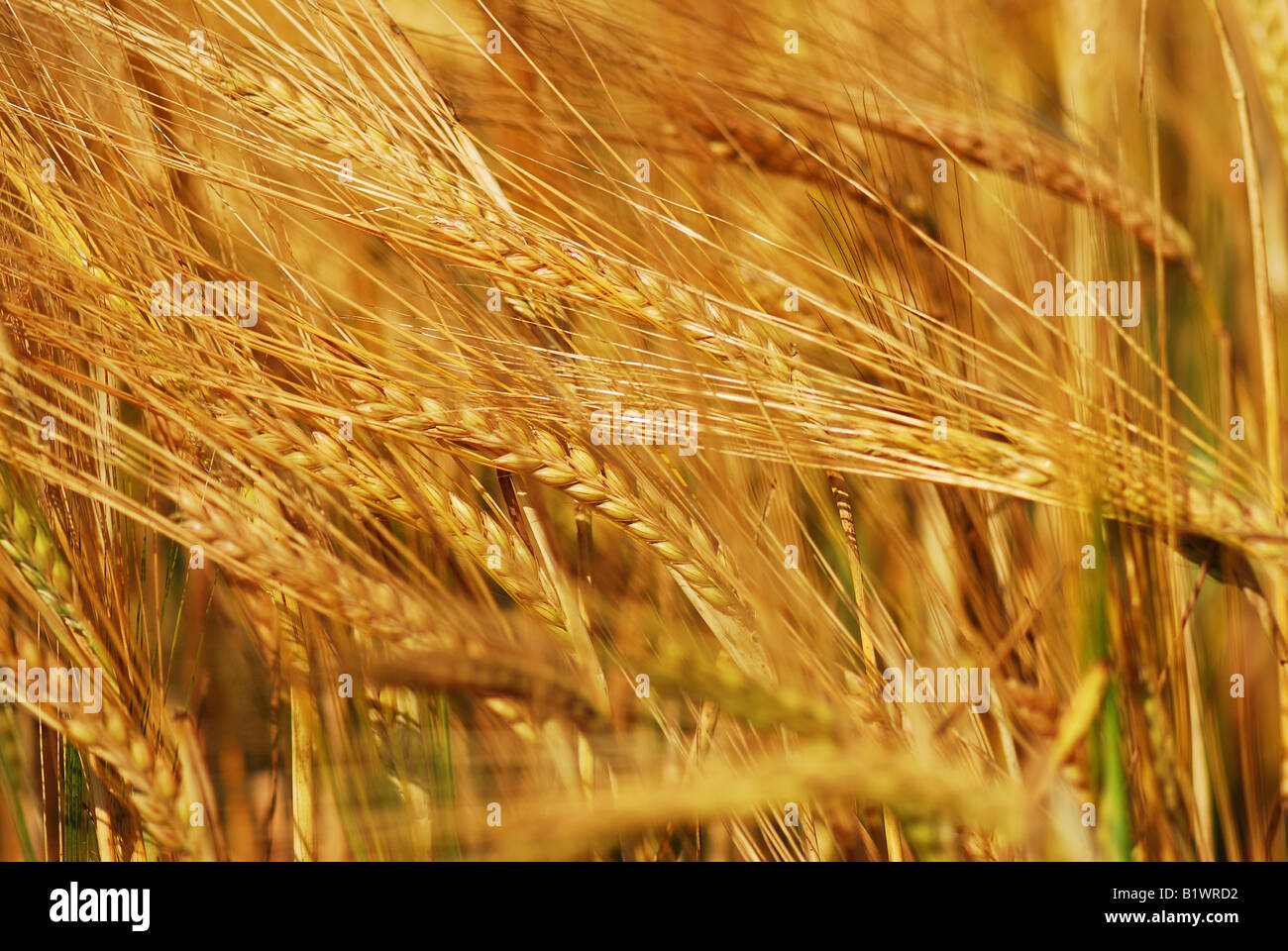 Yield of Wheat Stock Photo