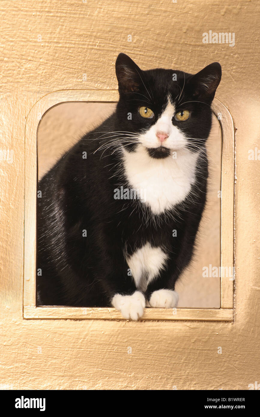 Domestic cat. Tuxedo adult standing in a cat flap Stock Photo