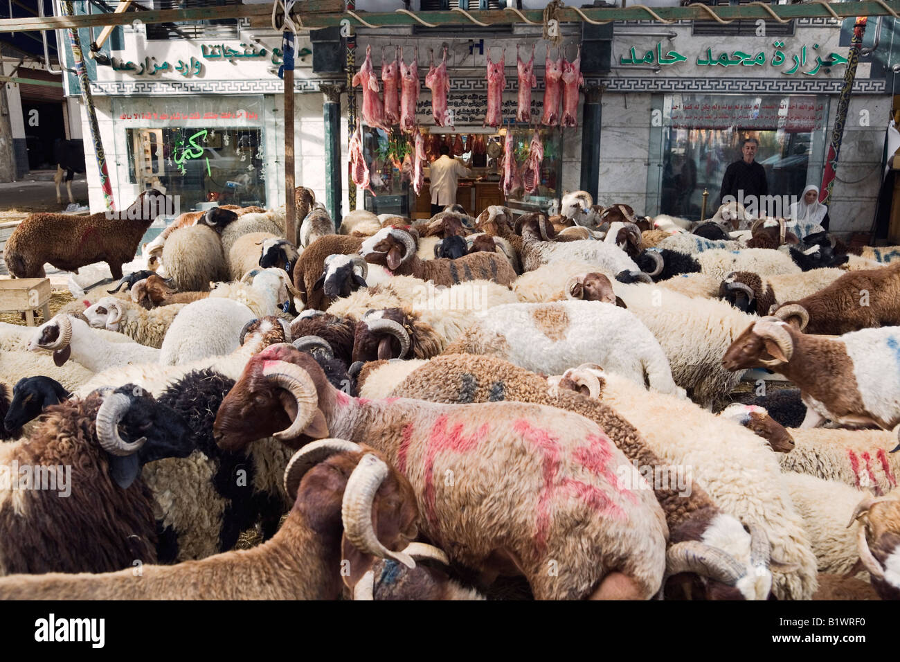 Alexandria, Egypt. Sheep for sale in livestock market, butcher s shop in background Stock Photo