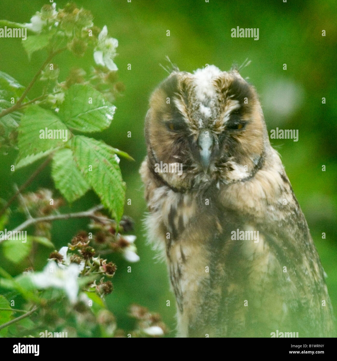 juvenile Long-eared Owl Asio otus Stock Photo