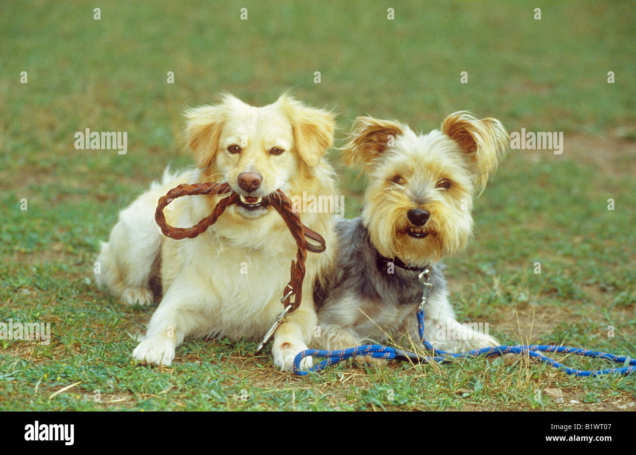 Two dogs leash leashes hi-res stock photography and images - Alamy