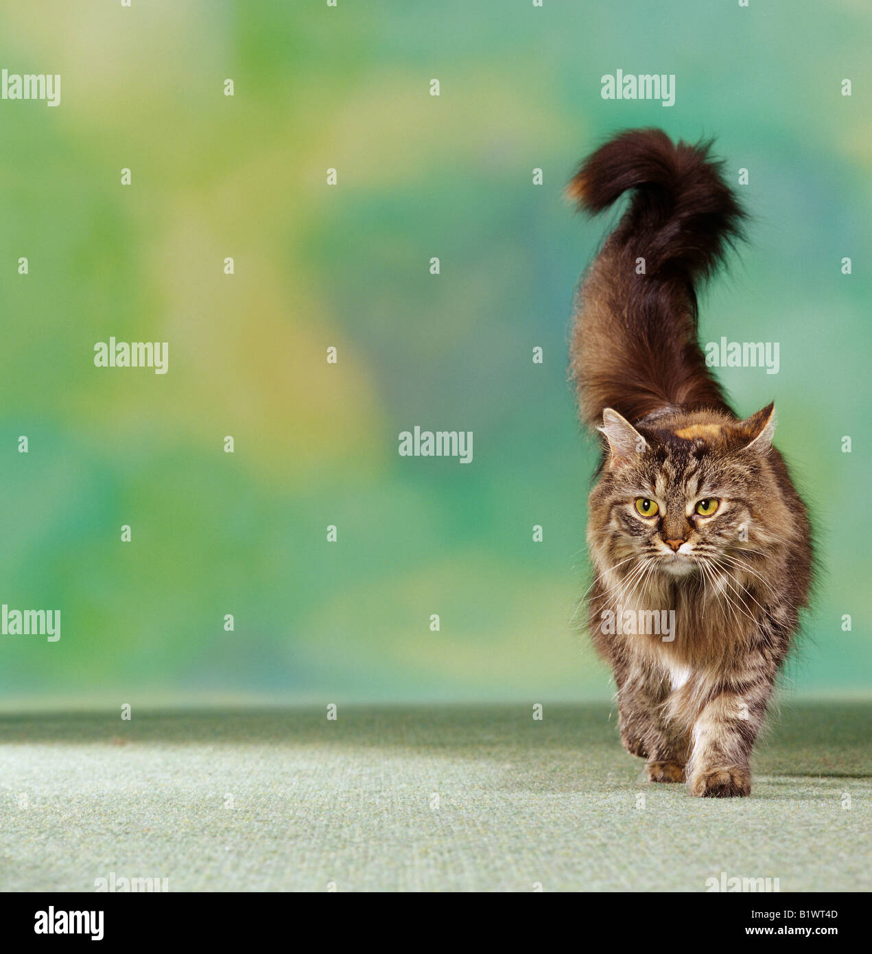 Maine Coon Adult Cat Walking Stock Photo Alamy