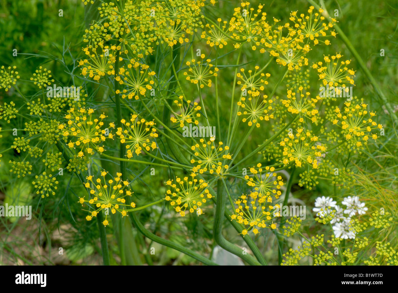 Dill flower hires stock photography and images Alamy