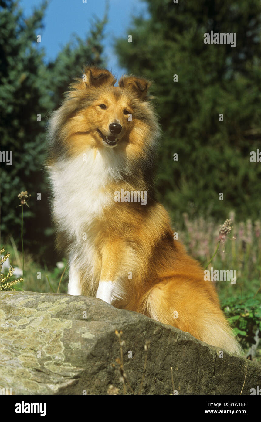 sheltie - standing on rock Stock Photo