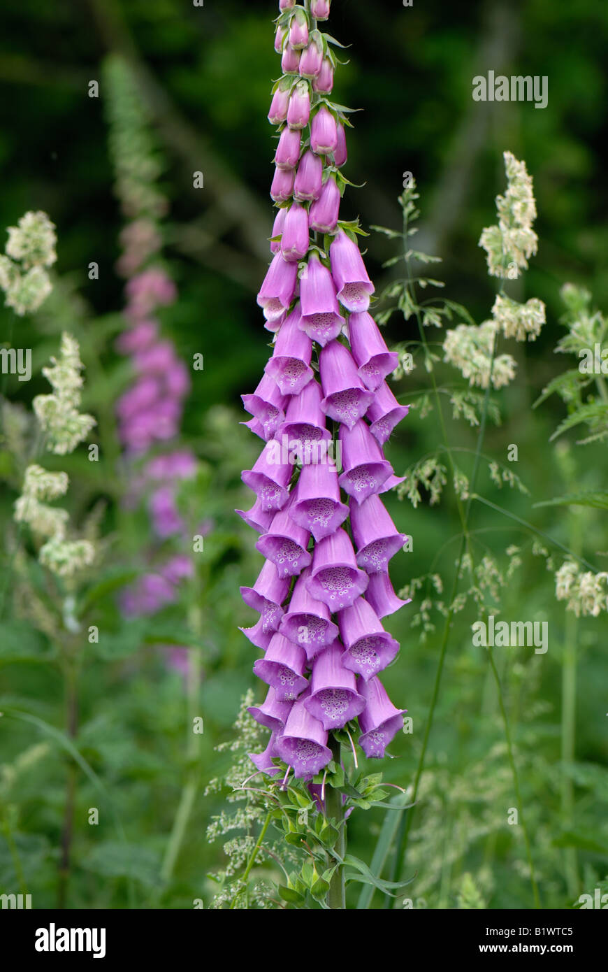 Flowering foxglove plant with florets partly opened against a woodland background Stock Photo