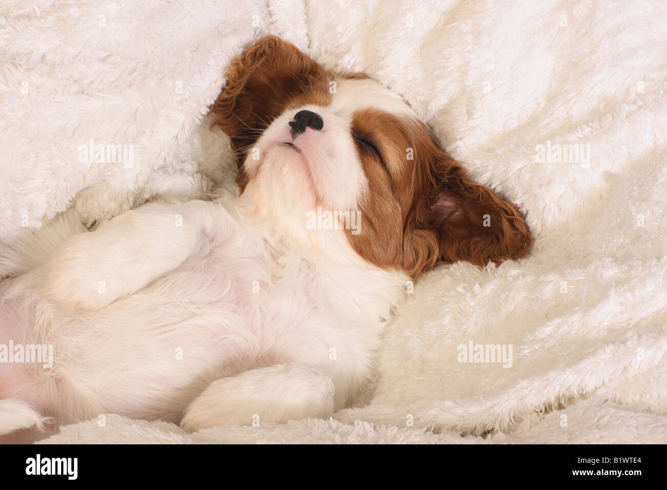 Cavalier King Charles Spaniel puppy lying on blanket Stock Photo Alamy