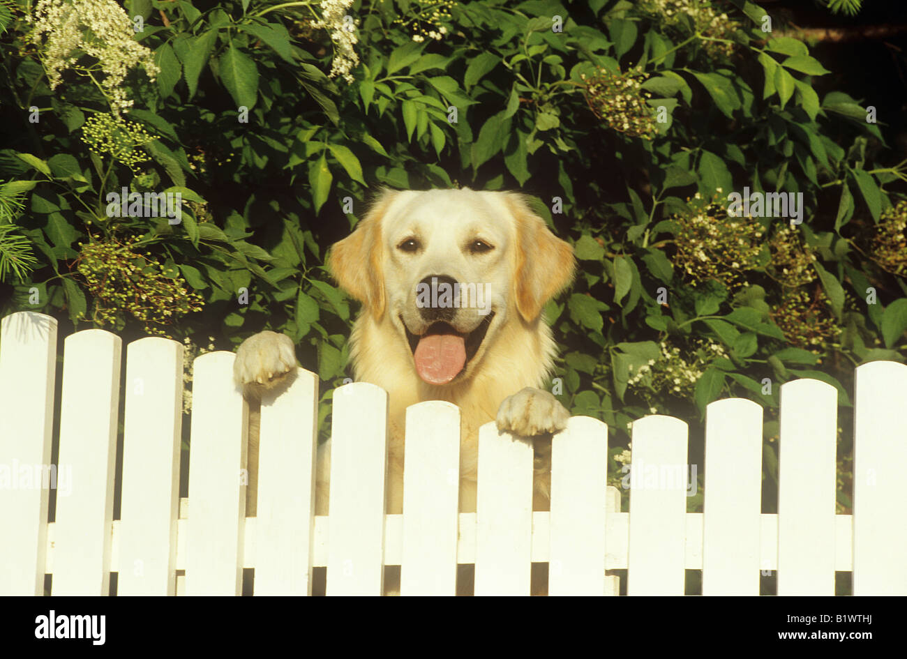 golden retriever looking over fence Stock Photo Alamy
