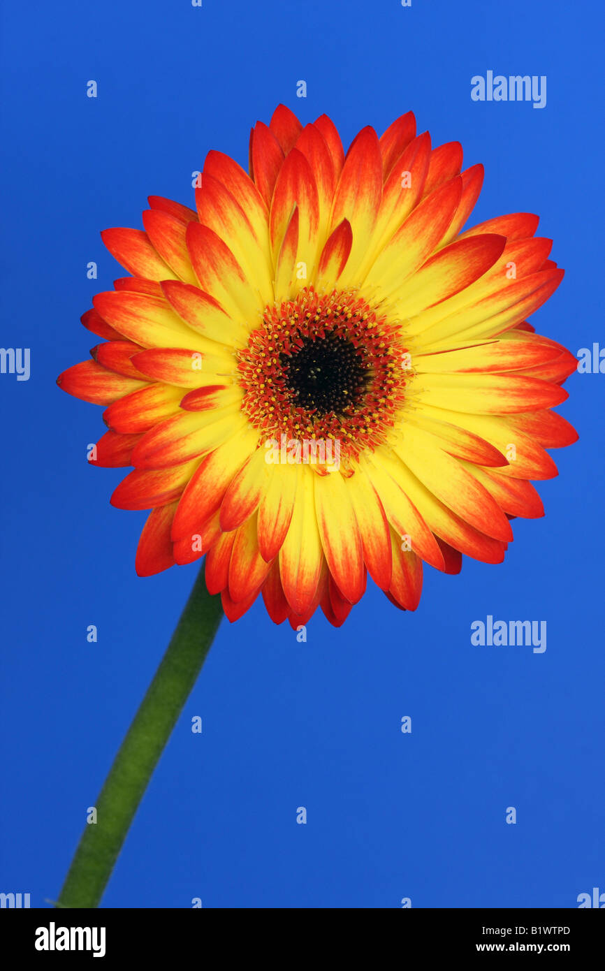 Red and Yellow gerbera flower isolated against a deep blue background Stock Photo