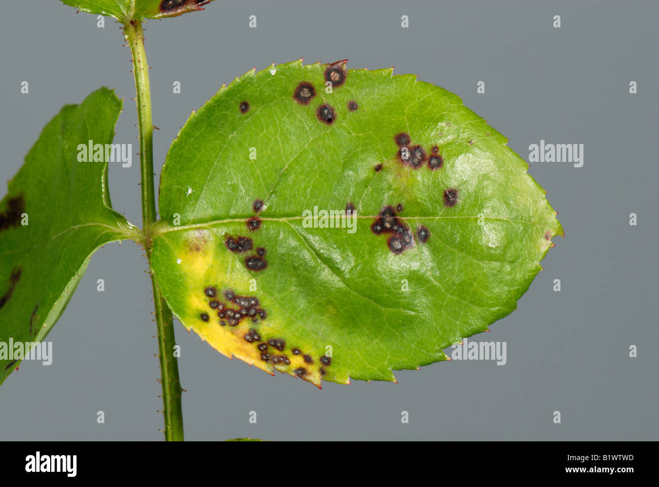 Small discreet leaf spots caused by black spot Diplocarpon rosae on a tree rose leaf Stock Photo
