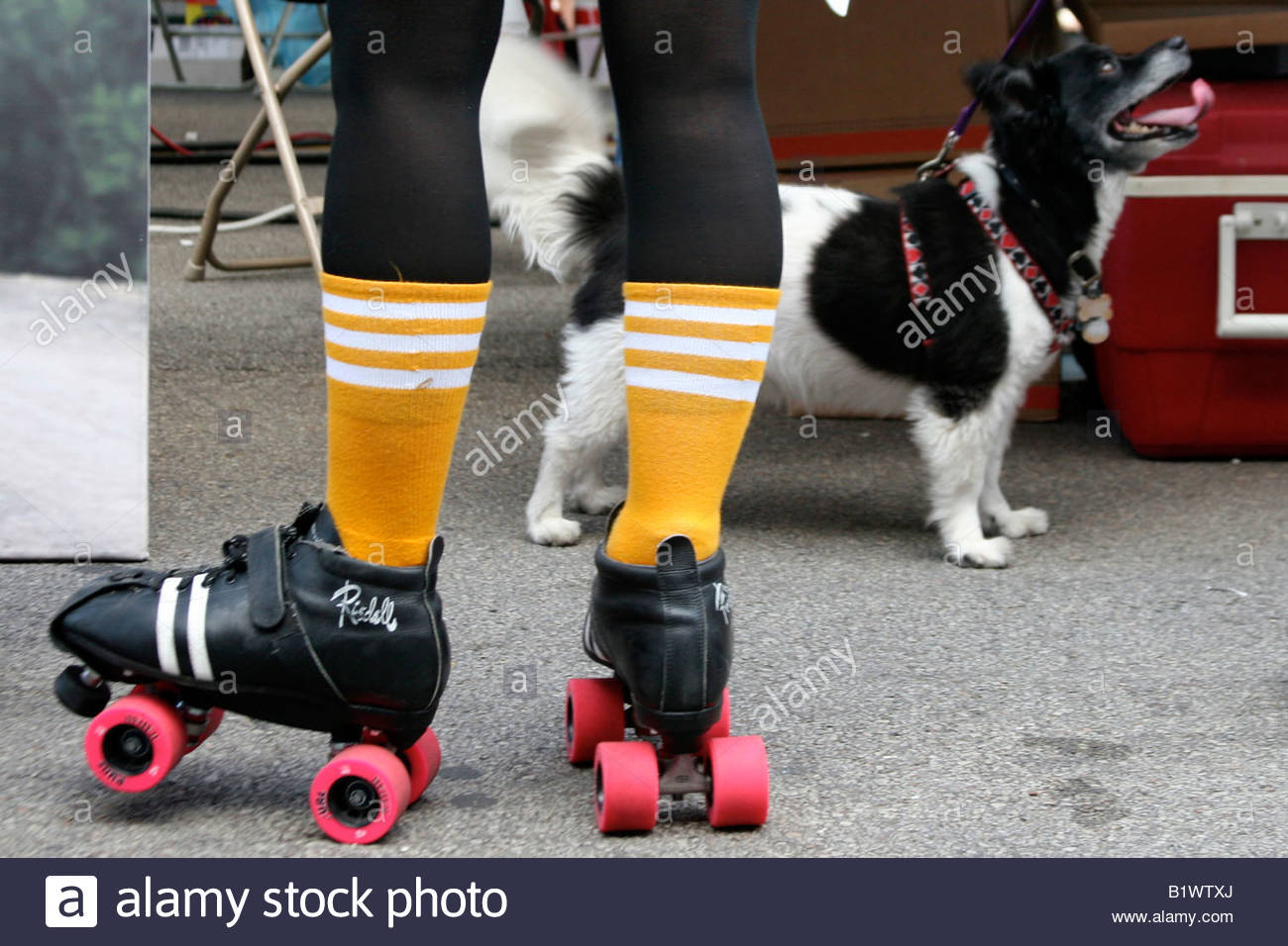 Dog Roller Skates Carinewbi
