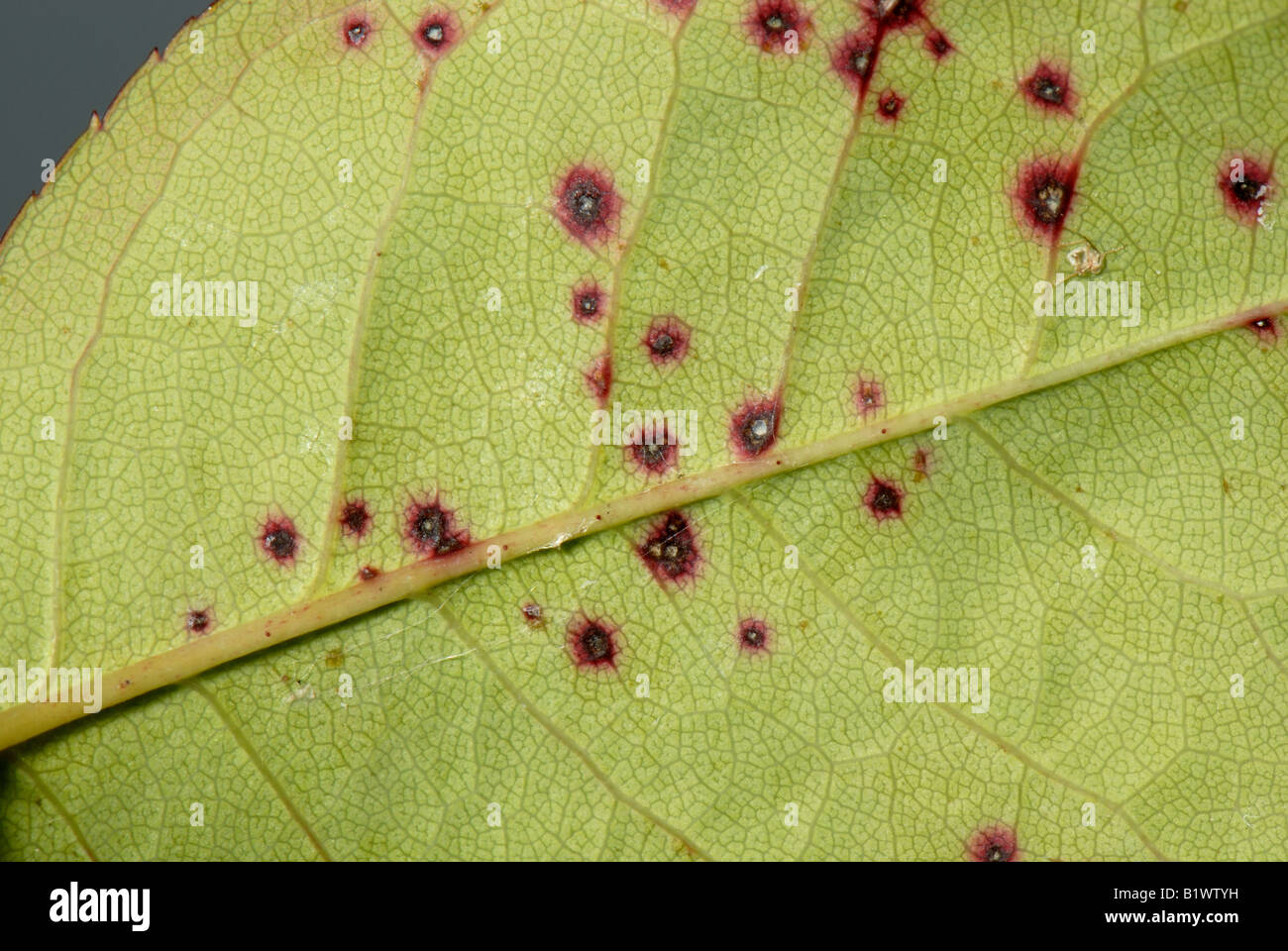 Small discreet leaf spots caused by black spot Diplocarpon rosae on a tree rose leaf Stock Photo