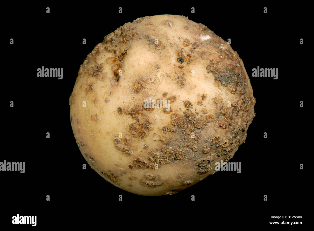 Powdery scab Spogospora subterranea infection on a small potato tuber Stock Photo