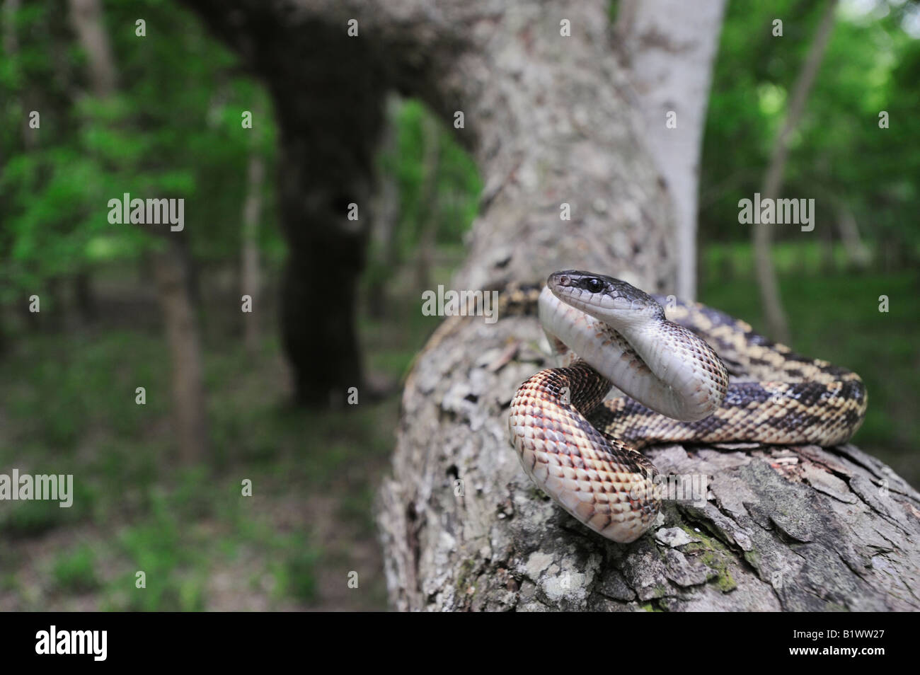 Texas Rat Snake Elaphe obsoleta lindheimeri adult on pecan tree Refugio