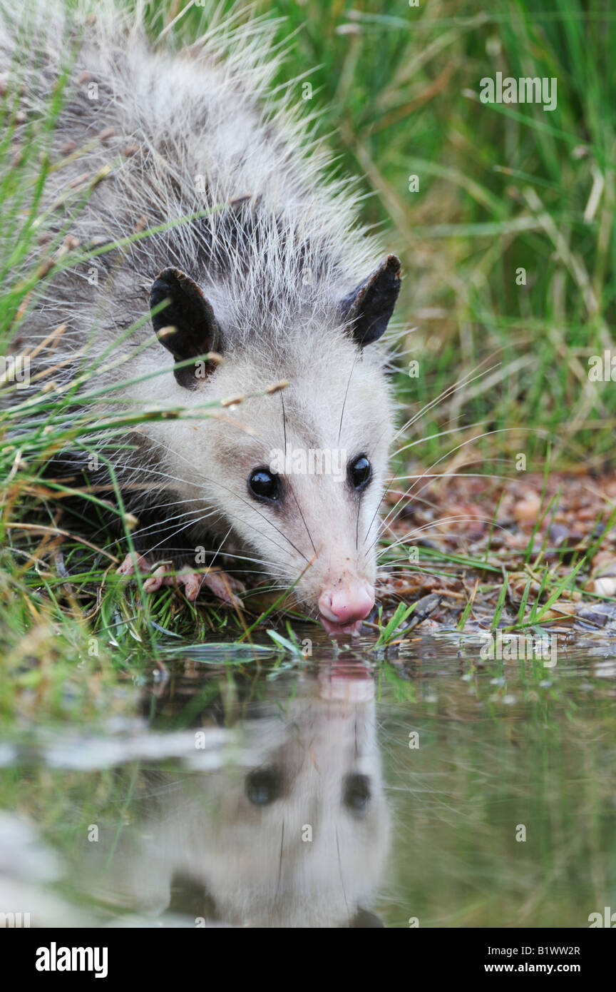 Virginia Opossum Didelphis virginiana young drinking from wetland lake
