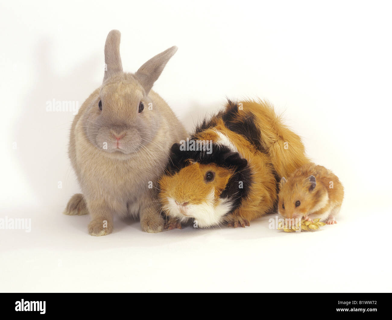 Bunny hamster sales