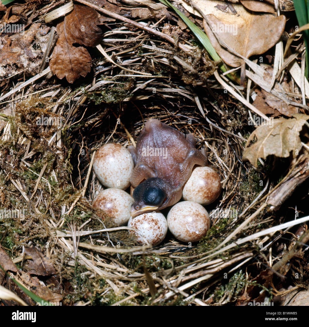 coucou dans un nid de rouge gorge erithacus rubecula COMMON CUCKOO CUCULUS CANORUS CHICK IN REED WABLERS NEST WAITING TO BE FED Stock Photo