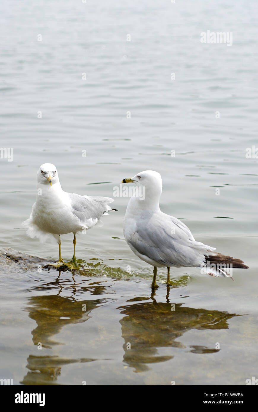 Herring gulls hires stock photography and images Alamy