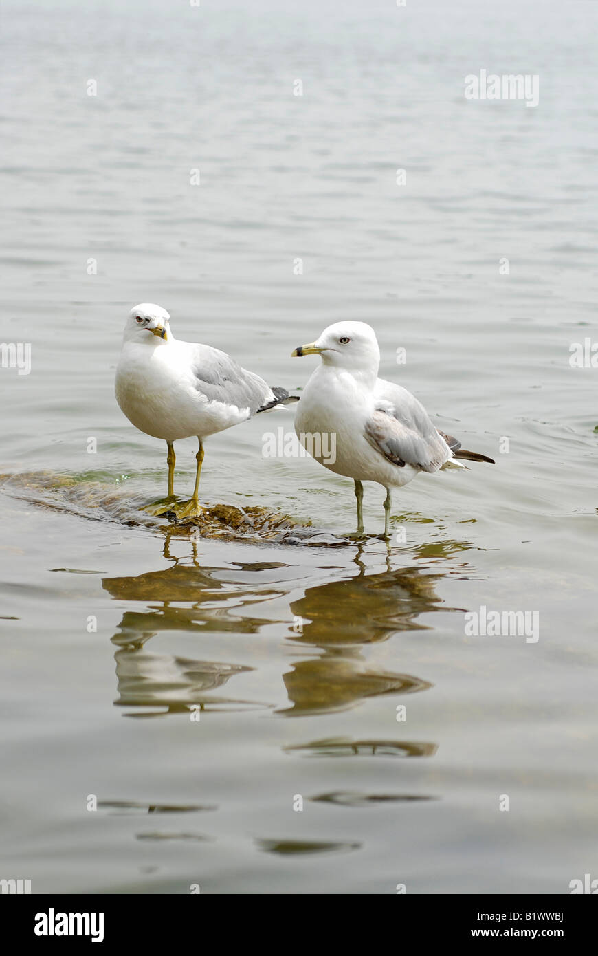 Pair of Herring Gulls / Seagulls, Mississauga, Port Credit area Stock Photo