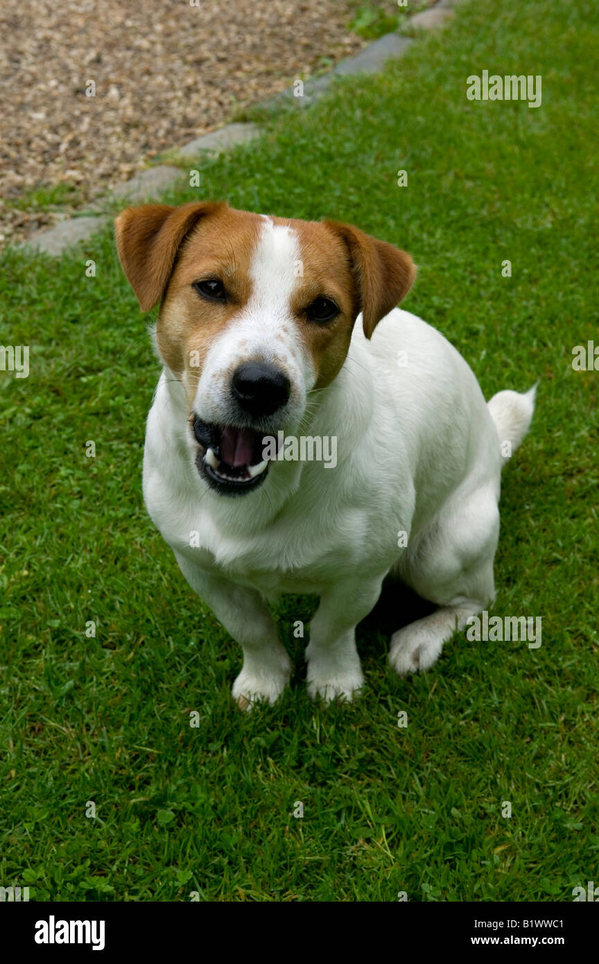 Jack Russell dog looking mean Stock Photo