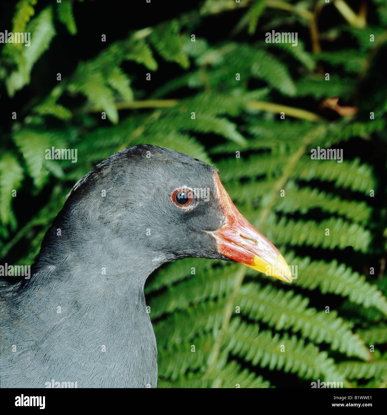 poule d eau Moorhen Gallinula chloropus portrait animals portrait Aves birds Common Gallinule Europa Europe Gruiformes Kranichvo Stock Photo