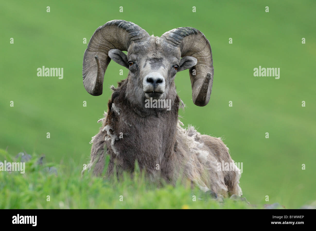 A front view portrait of an adult Rocky Mountain Bighorn Sheep lying on a hillside in the summer grass Stock Photo