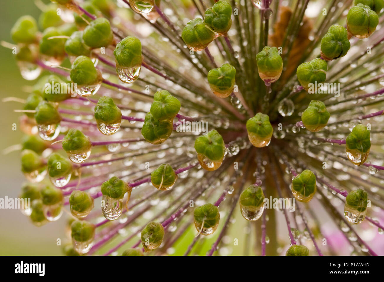 Allium Seedhead in rain Stock Photo