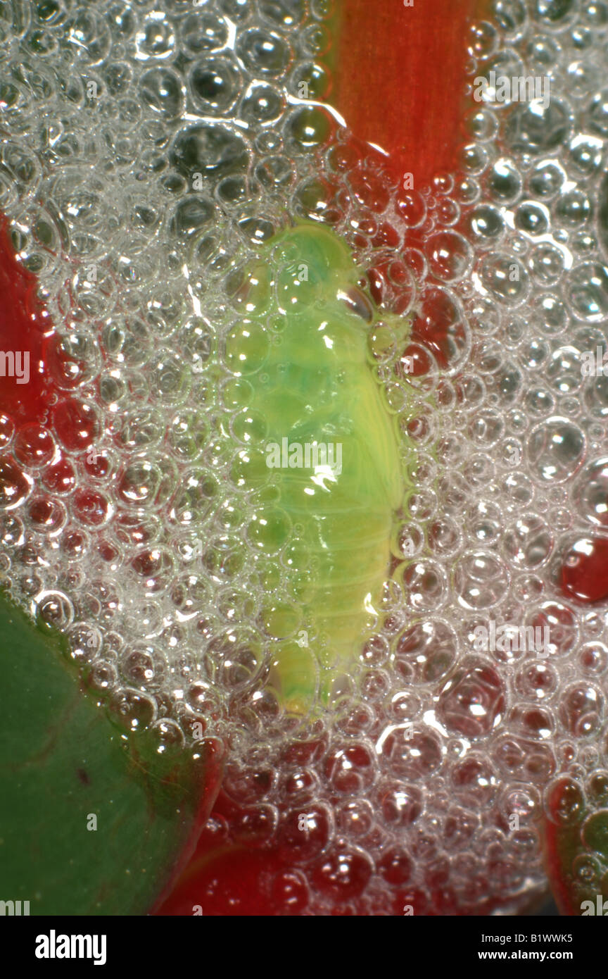 Common froghopper Philaenus spumarius nymph among cuckoo spit on a red Hypericum stem Stock Photo