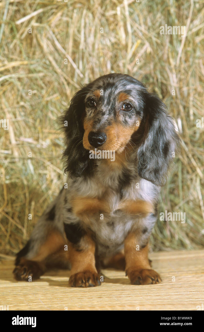 longhaired dachshund whelp - sitting Stock Photo