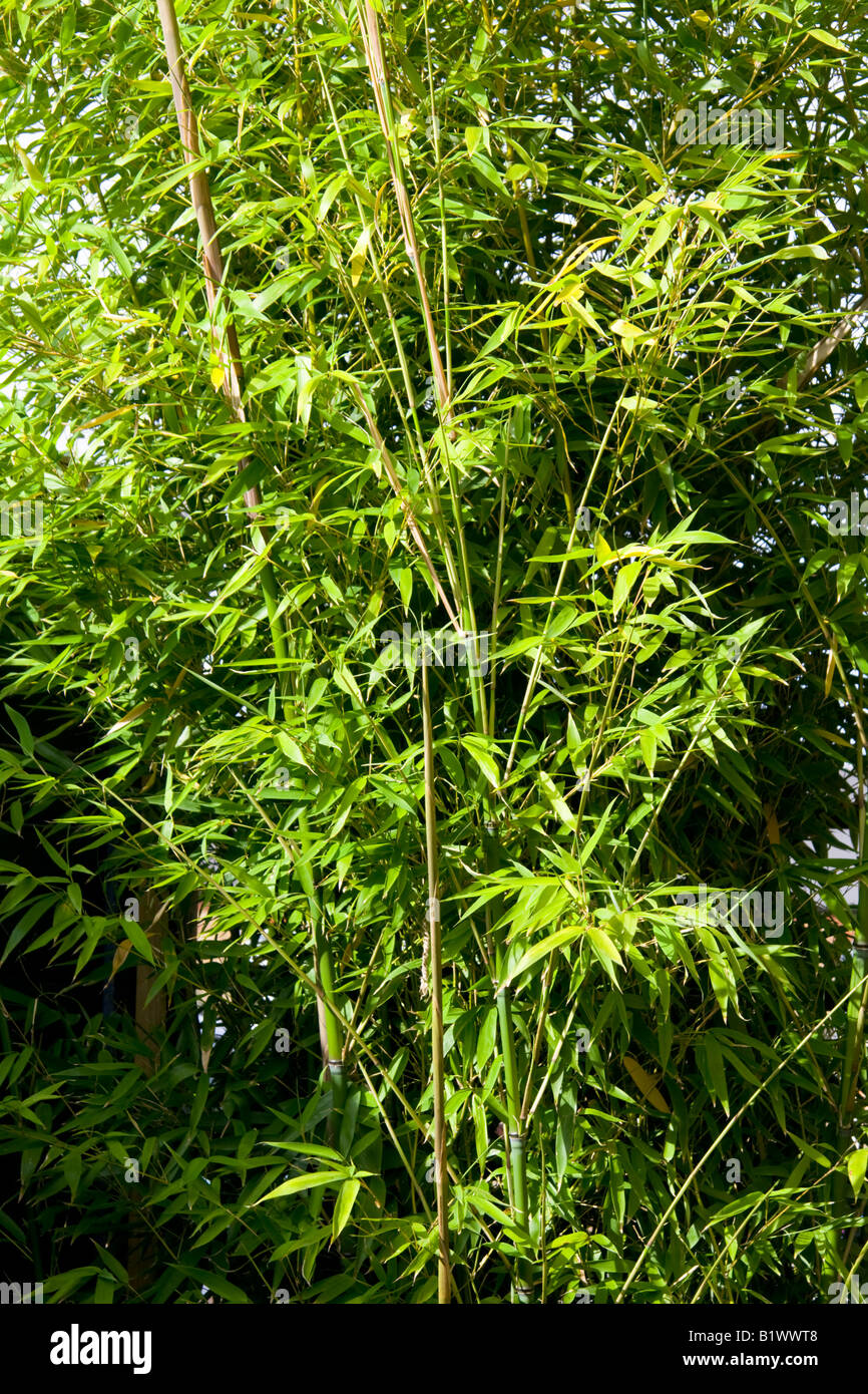 Golden bamboo, Phyllostachys aurea Stock Photo