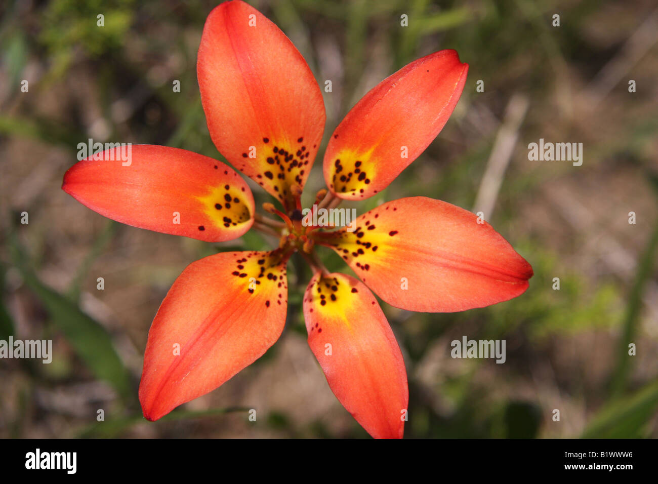 Wood lily, Lilium philadelphicum, Yoho National Park, BC Stock Photo