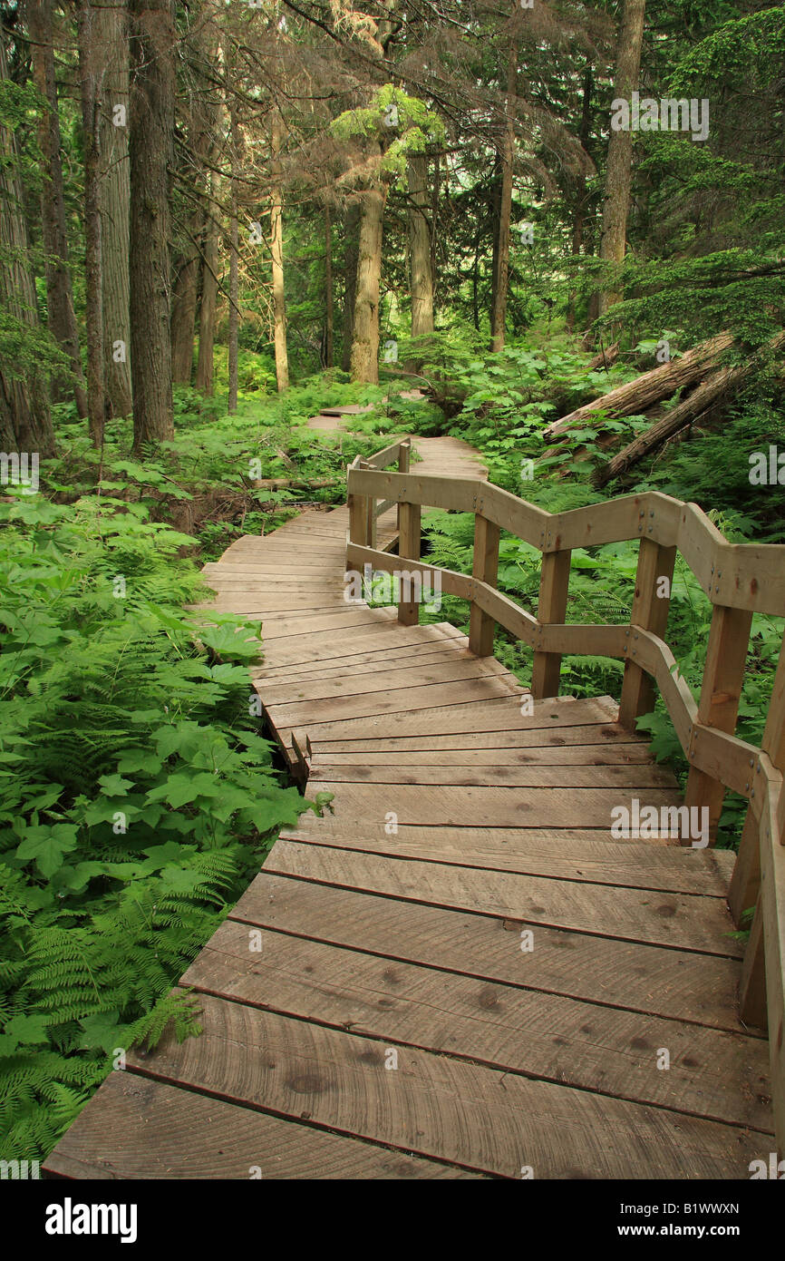 Boardwalk in Giant Cedars forest in Yoho National Park, British Columbia Stock Photo