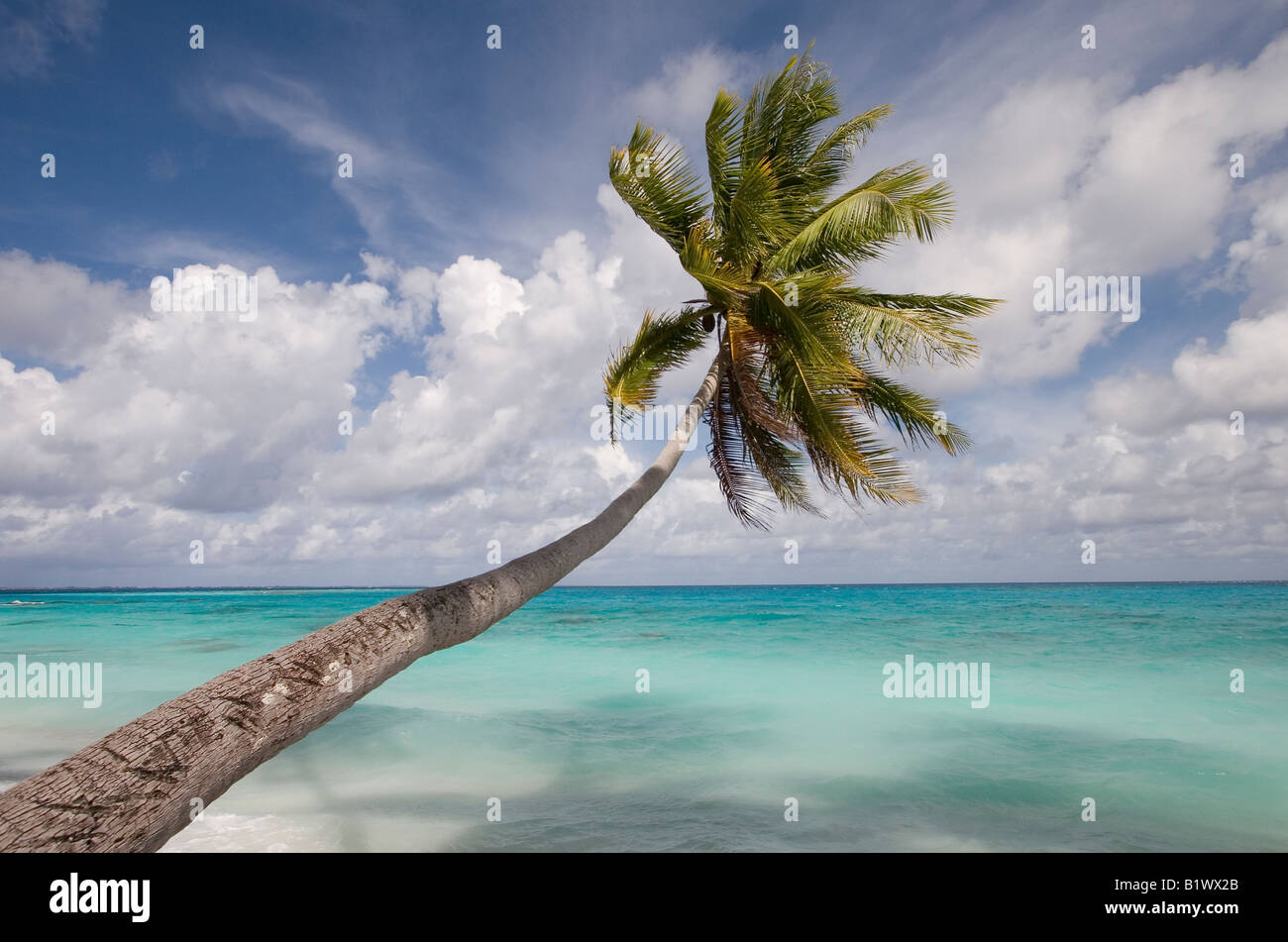 Coconut tree leaning over lagoon hi-res stock photography and images - Alamy