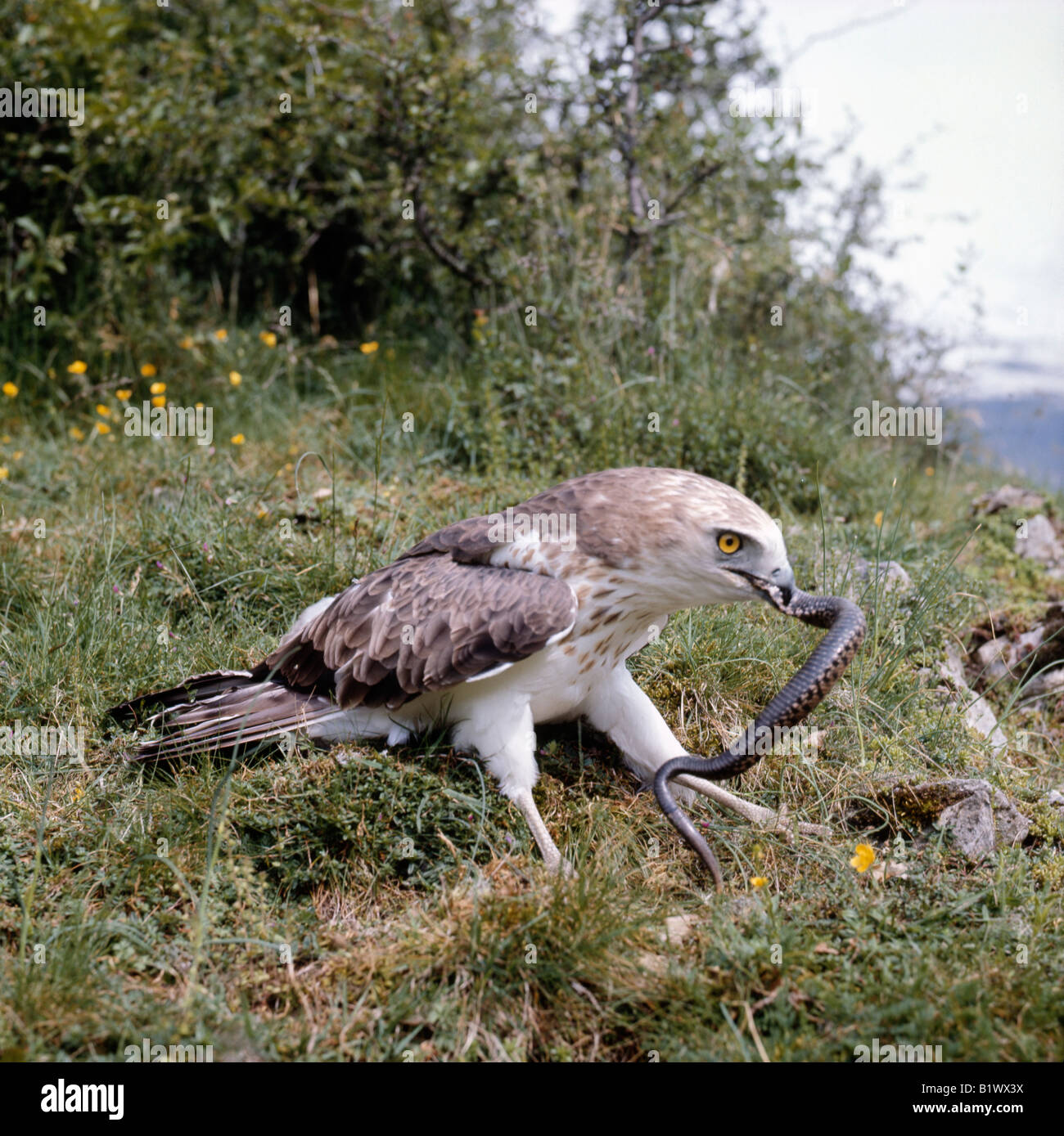 Rapace Stock Photos Rapace Stock Images Page 2 Alamy