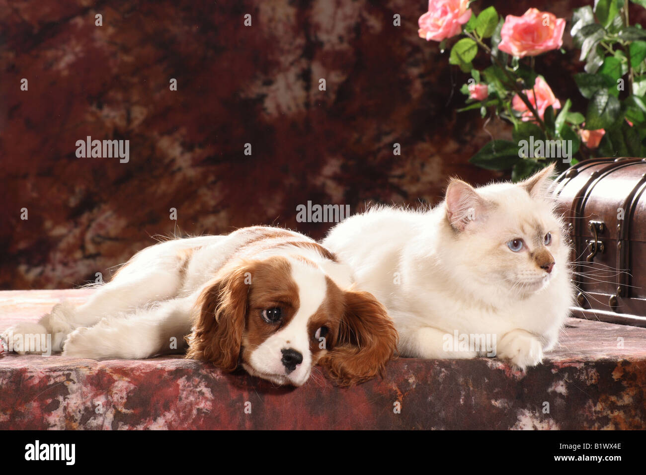King charles hotsell spaniel and cats