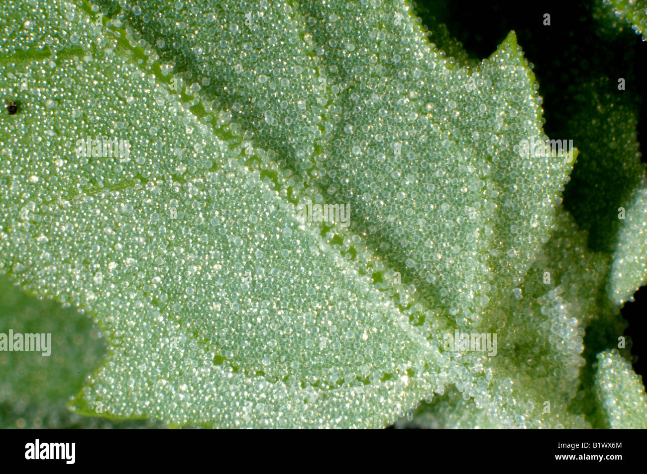 Young leaf of fat hen Chenopodium album densely covered in waxy vesicles which are water repellent Stock Photo