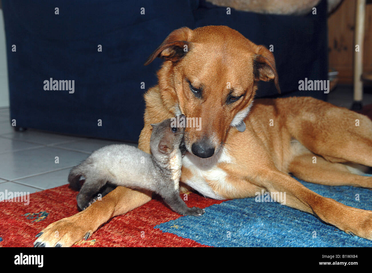 animal friendship: half breed dog and young beech marten - smooching Stock Photo
