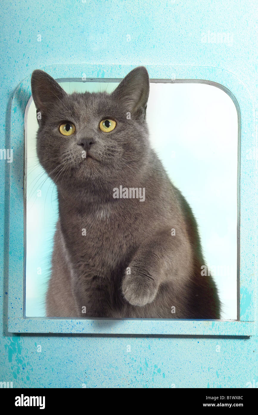cat at cat flap Stock Photo