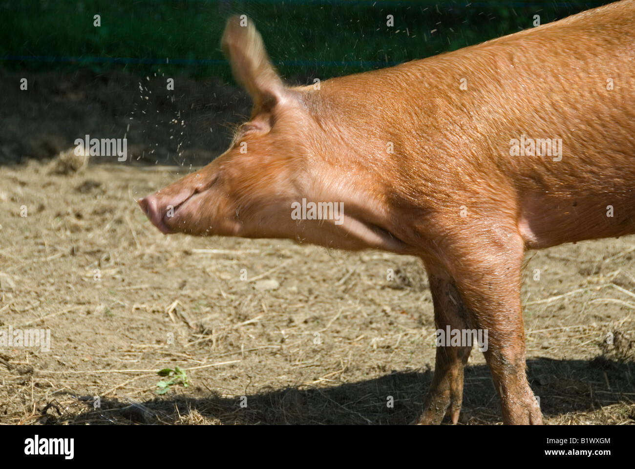 https://c8.alamy.com/comp/B1WXGM/stock-photo-of-a-tamworth-pig-being-showered-with-water-the-image-B1WXGM.jpg
