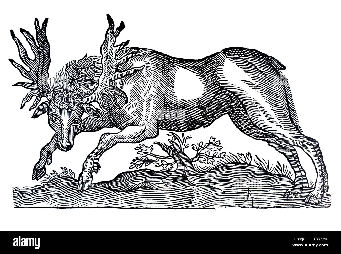 Von dem Elend, Alces, Historia Animalum, Conrad Gesner, 1551, 16th century, renaissance, Europe Stock Photo