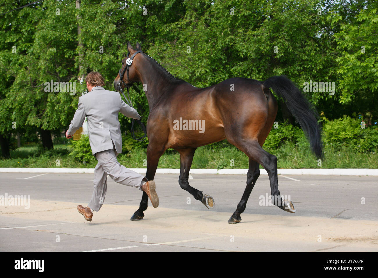 Man in suit running with dressage Warmblood horse Stock Photo