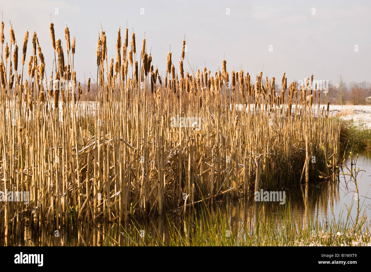Row of bulrush typha latifolia next to water Bloeidaal nature reserve Utrecht Amersfoort the Netherlands march 2008 Stock Photo