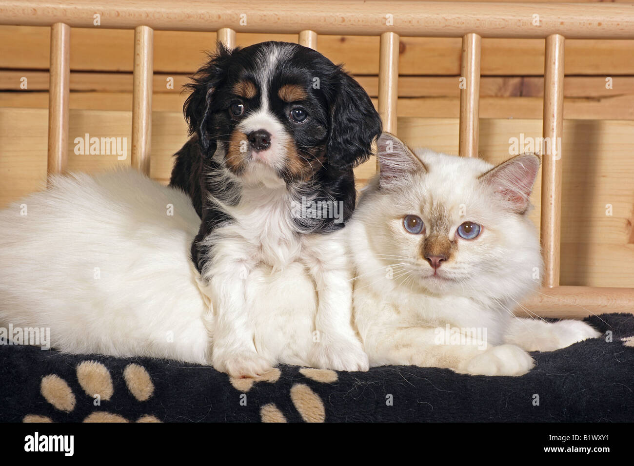 cavalier king charles spaniel cats