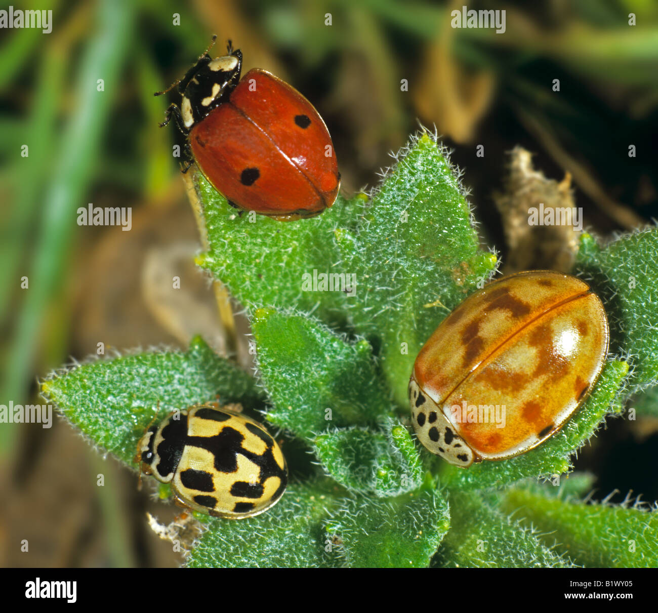 Two-Spot Ladybird (Adalia bipunctata), Fourteen-Spot Ladybird (Propylea quatuordecimpunctata) and Harlequin (Harmonia axyridis) Stock Photo