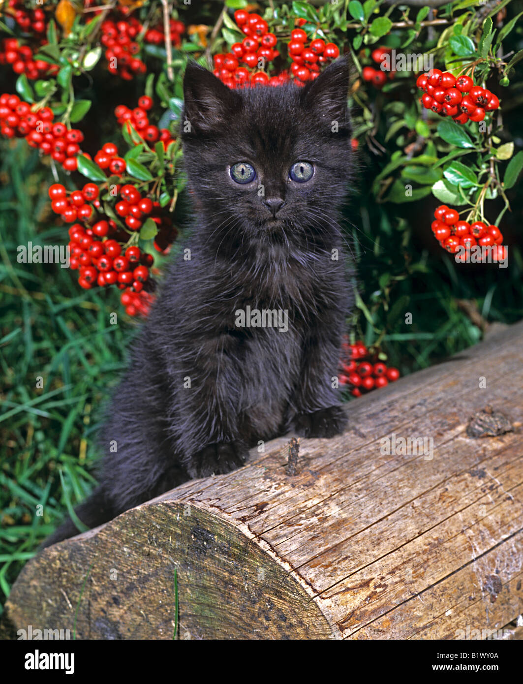 Domestic cat. Black kitten behind a log Stock Photo