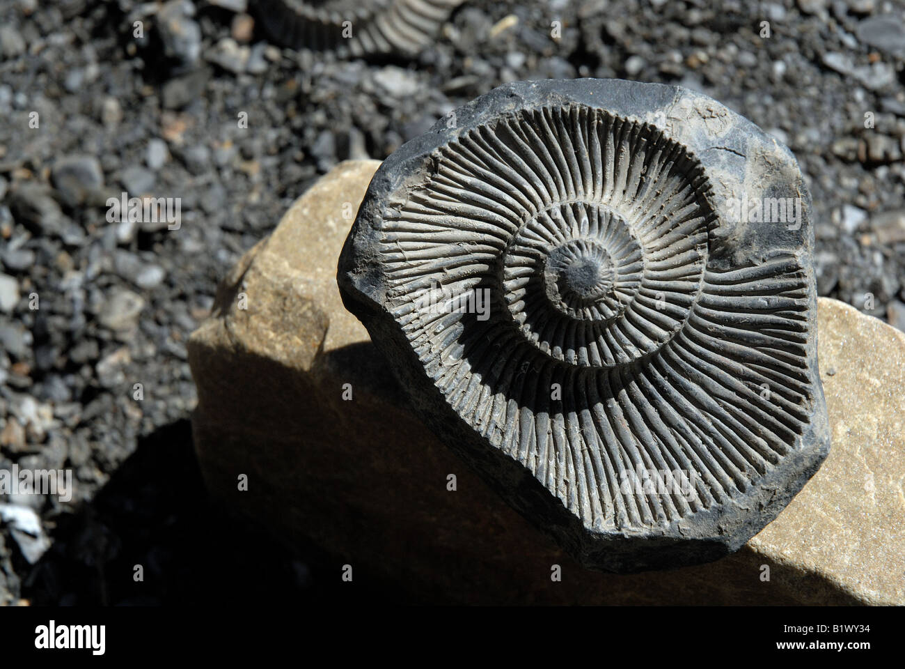 Fossil of primordial aquatic life ammonite found in Langza in Spiti valley, evidence of it being submerged under Tethys Sea Stock Photo