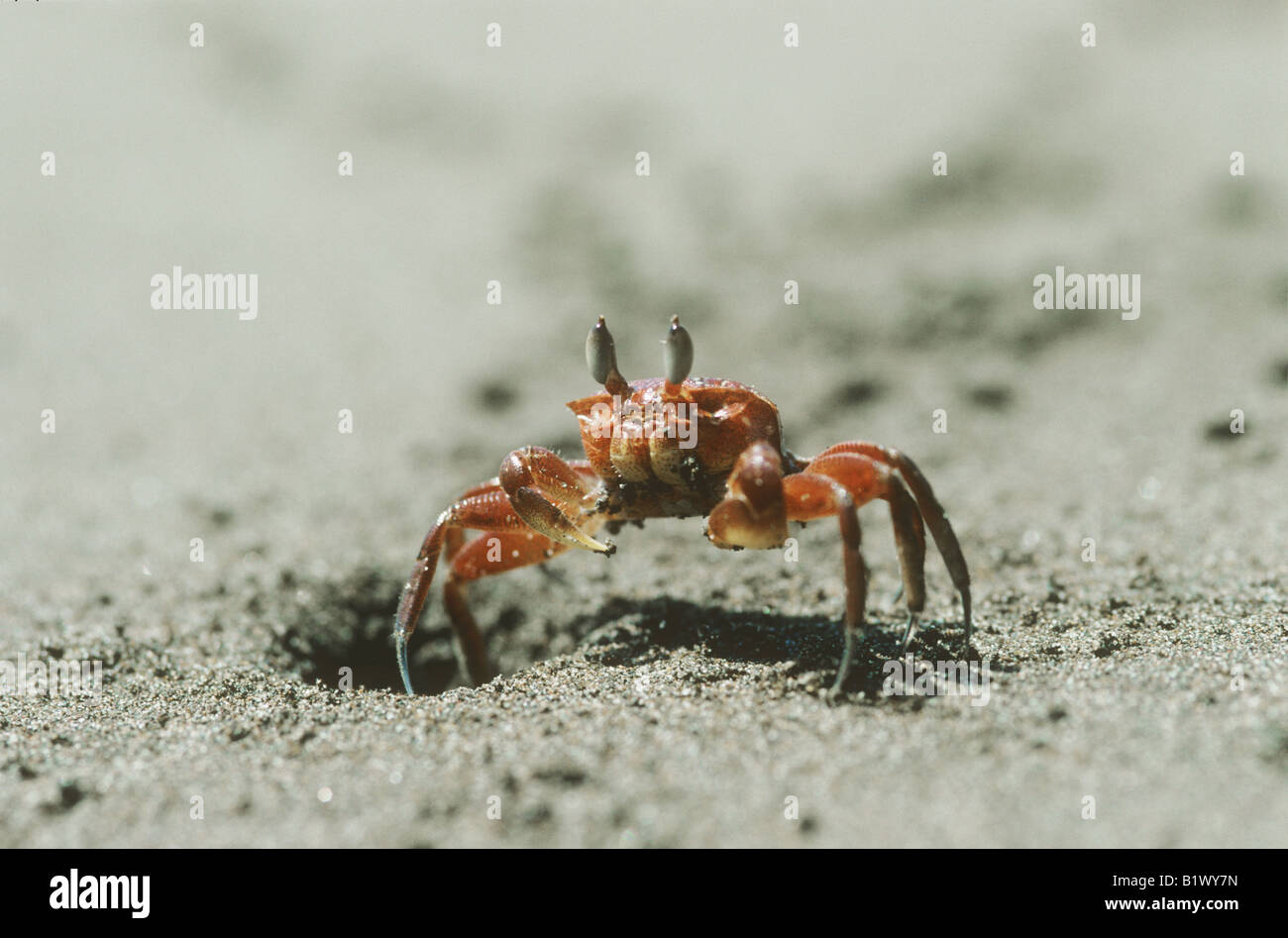 Mole Crab Hi Res Stock Photography And Images Alamy