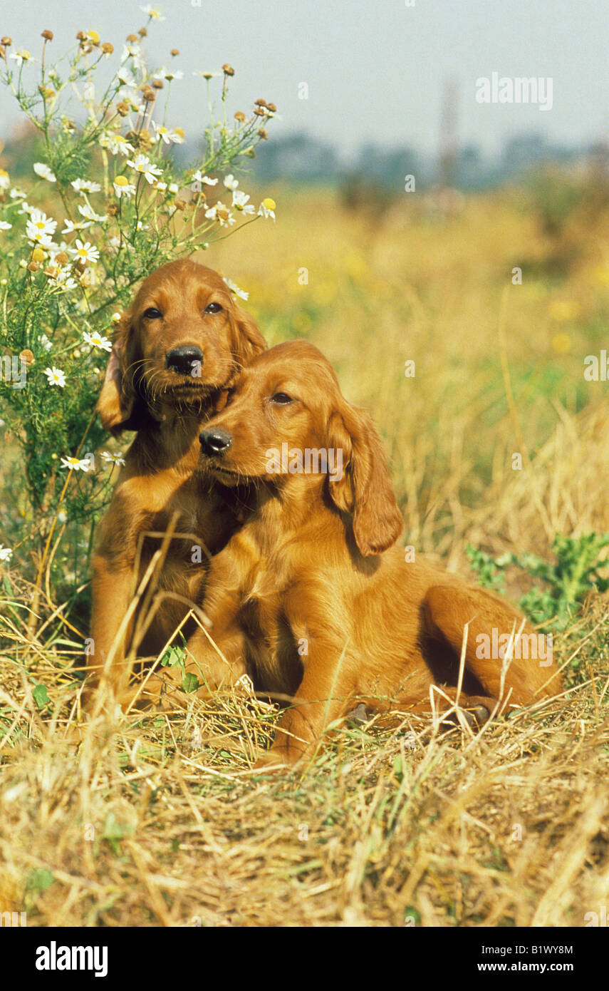 two irish setter whelps in grass Stock Photo