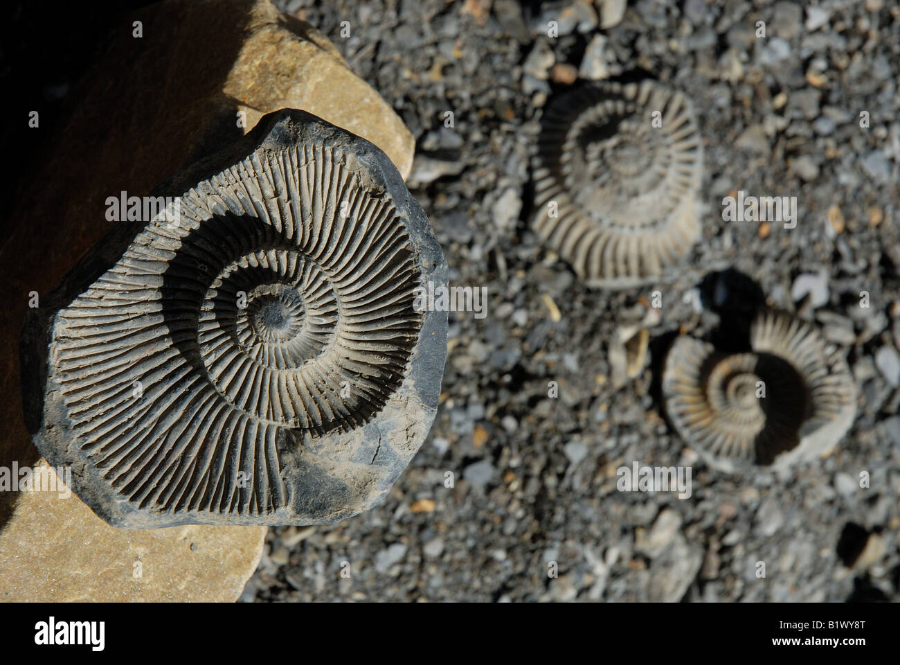 Fossil of primordial aquatic life ammonite found in Langza in Spiti