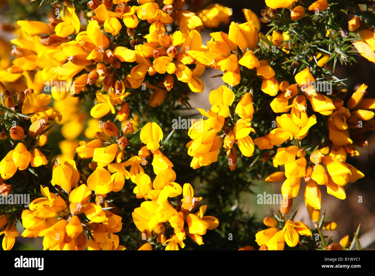 flowering common gorse close upt Stock Photo Alamy