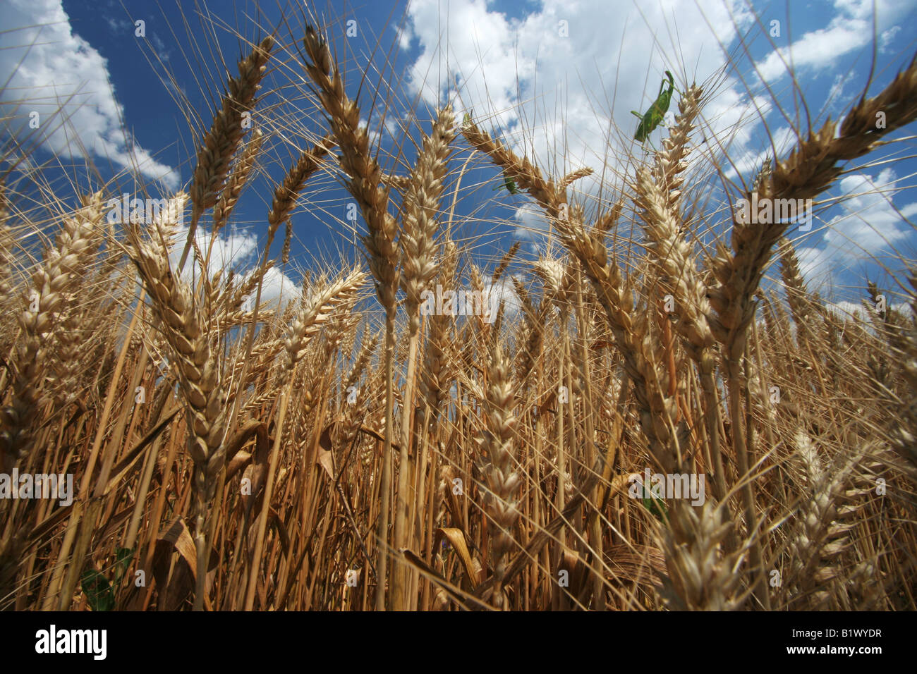 Flour And Semolina Plant Stock Photos &amp; Flour And Semolina